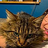 blue_wall, cat, close_up, couch, cozy, decor, face, fluffy, fur, glasses, green_eyes, indoor, person, pet, plant, relaxed, smile, tabby_cat, whiskers, wooden_shelf