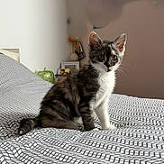 Bounty participe au concours pour gagner de l'argent avec cette photo : animal, bed, cat, cozy, curious, cute, domestic, ears, feline, fur, indoor, kitten, patterned_bedspread, pet, resting, sitting, small, tabby, whiskers, young