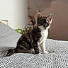 animal, bed, cat, cozy, curious, cute, domestic, ears, feline, fur, indoor, kitten, patterned_bedspread, pet, resting, sitting, small, tabby, whiskers, young