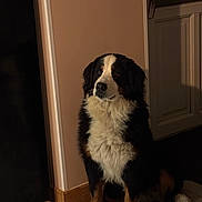 Rubis a rejoint le concours — aidez-le/la à gagner de superbes lots ! animal, bernese_mountain_dog, calm, companion, cozy, dog, domestic, door, floor, fur, house, indoor, mammal, pet, portrait, quiet, shadow, sitting, tricolor, wall