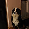 animal, bernese_mountain_dog, calm, companion, cozy, dog, domestic, door, floor, fur, house, indoor, mammal, pet, portrait, quiet, shadow, sitting, tricolor, wall