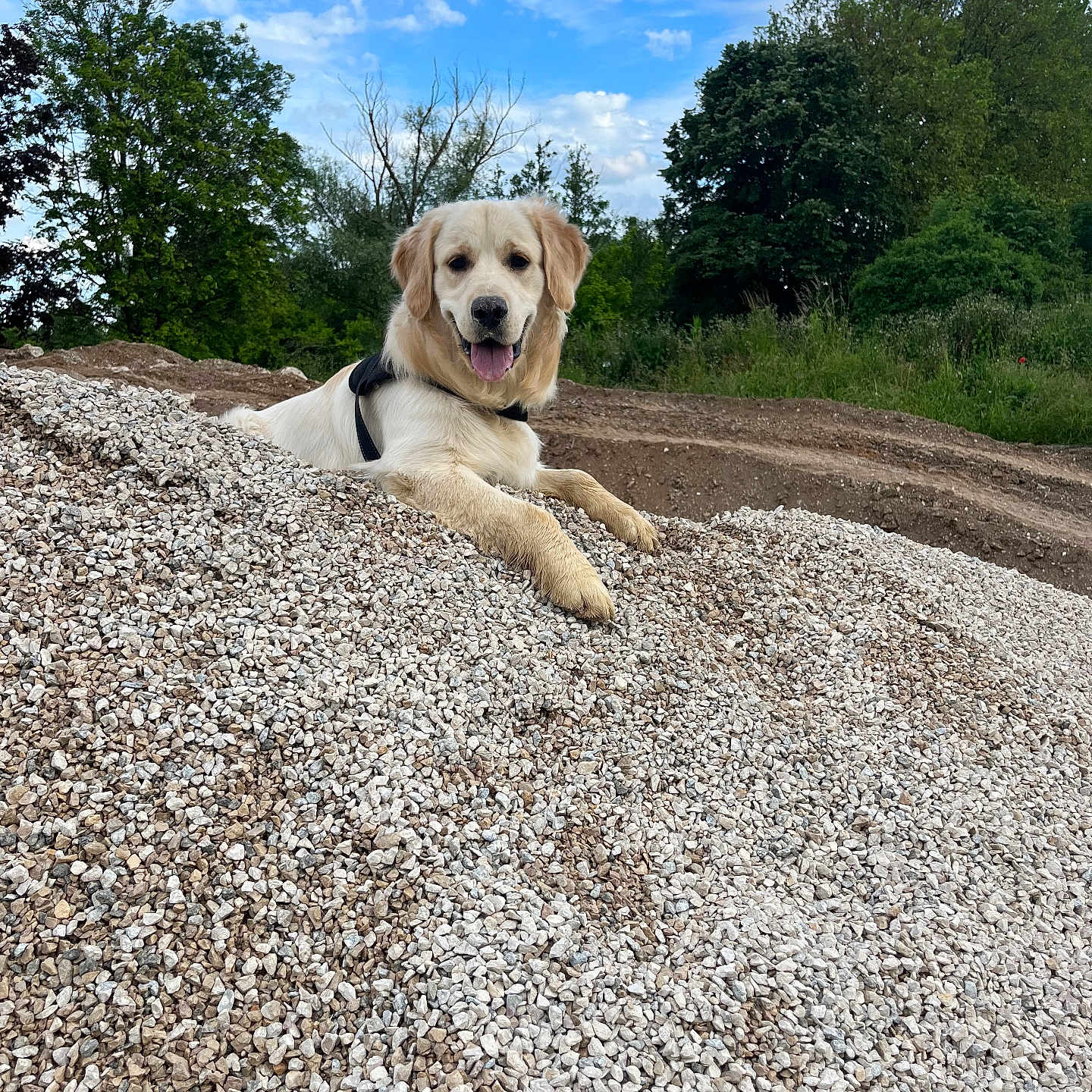 Ursus participe au concours pour gagner de l'argent avec cette photo : animal, canine, dog, field, goldenretriever, grass, grassland, gravel, hound, nature, outdoors, pebble, pet, plant, puppy, road, rock, soil, tree, vegetation