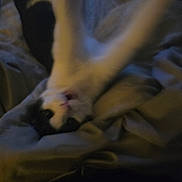 Bruce Aka Batman is registered to the contest to win money with this photo: animal, bed, black_and_white, blanket, cat, cozy, cute, dark, domestic_animal, feline, fur, indoor, lying_down, paws, pet, relaxed, sleepy, soft, stretching, whiskers