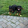 animal, canine, collar, dog, grass, greenery, leisure, nature, outdoor, pavement, pet, playful, resting, rottweiler, stick, summer, sunlight, tennis_ball, tongue_out, two_dogs