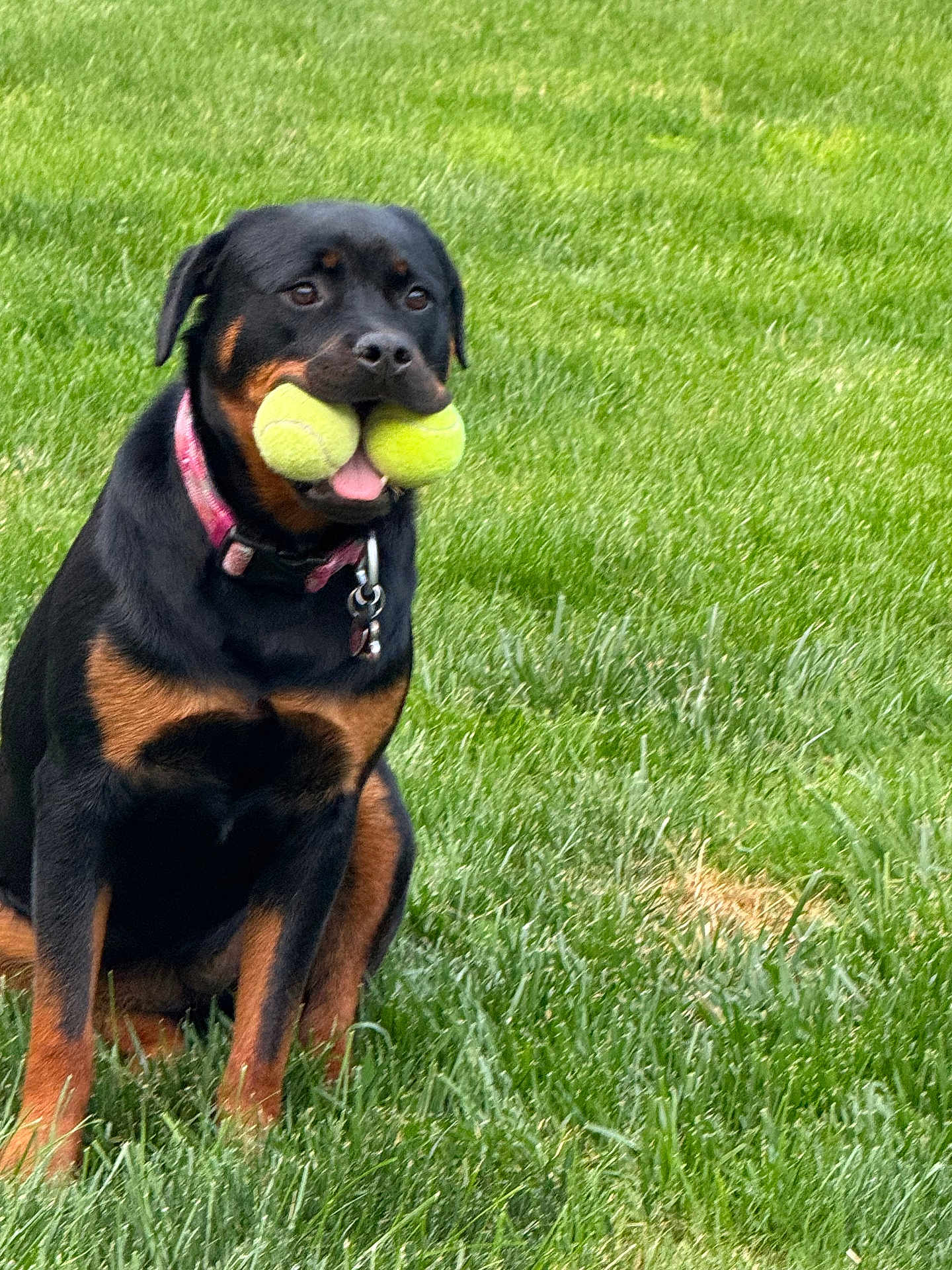 Remi