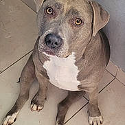 Ruby participe au concours pour gagner de l'argent avec cette photo : adorable, alert, animal, canine, companion, cute, dog, domestic_animal, ears, friendly, gray_dog, indoor, looking_up, mammal, paws, pet, short_hair, sitting, tile_floor, white_chest