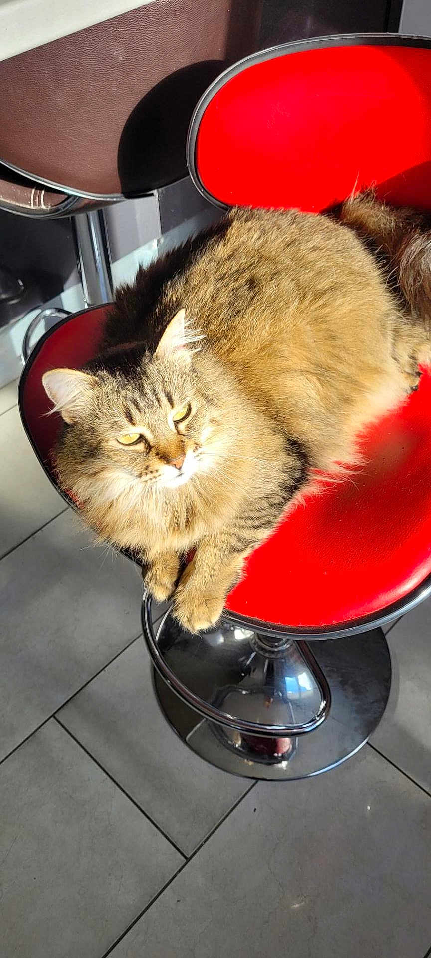 Mimi participe au concours pour gagner de l'argent avec cette photo : cat, tabby, feline, fur, pet, animal, chair, bar_stool, red, sunlight, indoor, tile_floor, relaxed, seat, domestic_cat, whiskers, paws, shadow, comfort, resting