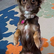 Sasha is registered to the contest to win money with this photo: dog, small_dog, brown_dog, pet, collar, indoor, carpet, floral_pattern, animal, cute, sitting, front_paws_up, looking_at_camera, ears_up, fur, domestic_animal, companion, cute_pet, alert, floor