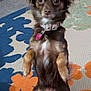 dog, small_dog, brown_dog, pet, collar, indoor, carpet, floral_pattern, animal, cute, sitting, front_paws_up, looking_at_camera, ears_up, fur, domestic_animal, companion, cute_pet, alert, floor