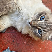 élio joined the competition — help win amazing prizes! blue_eyes, cat, close_up, concrete_floor, cozy, domestic_cat, fabric, fluffy_fur, human_hand, outdoor, painted_nails, paw, pet, portrait, purple_nail_polish, red_floor, relaxed, textured_surface, torn_cloth, whiskers