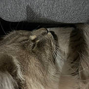 élio a rejoint le concours — aidez-le/la à gagner de superbes lots ! cat, cat_face, sleeping_cat, whiskers, fur, close_up, indoor, couch, sofa, cozy, nap, pet, feline, muzzle, profile_view, tabby, domestic, soft_texture, closeup_portrait, relaxed