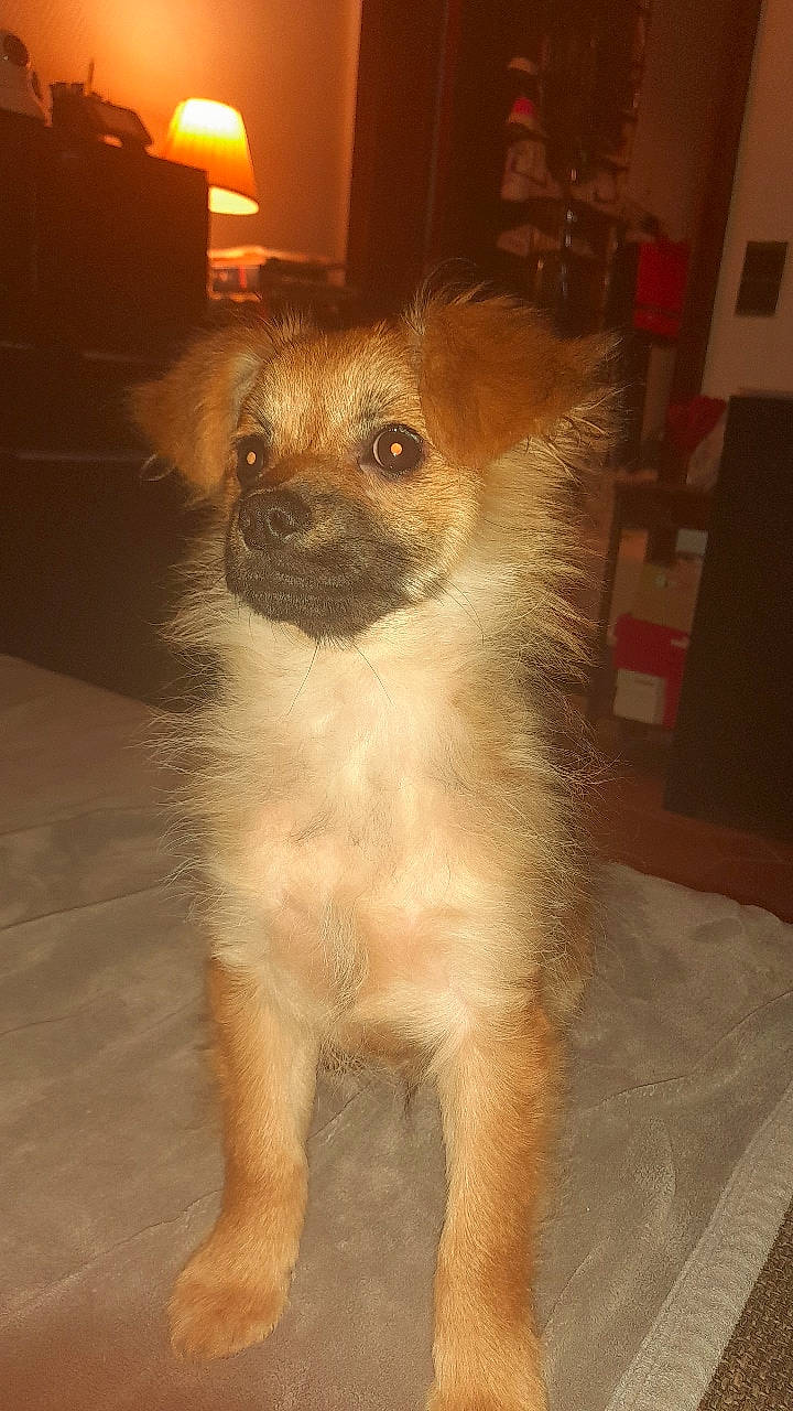 Twix a rejoint le concours — aidez-le/la à gagner de superbes lots ! canidae, carnivore, companion_dog, dog, dog_breed, fawn, flooring, fur, hardwood, non_sporting_group, small_terrier, snout, sporting_group, tail, terrestrial_animal, terrier, toy_dog, whiskers, wood, working_animal