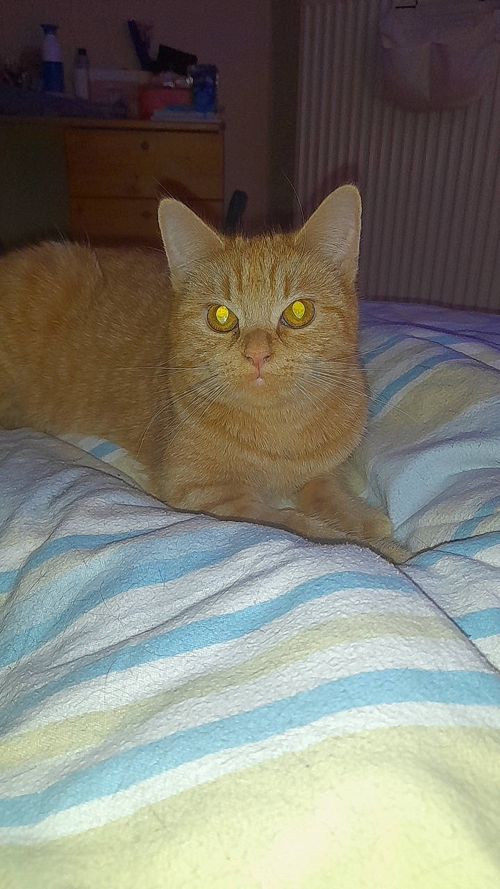 Nala a rejoint le concours — aidez-le/la à gagner de superbes lots ! carnivore, cat, cat_supply, comfort, domestic_short_haired_cat, fawn, felidae, fur, linens, paw, small_to_medium_sized_cats, snout, tail, whiskers