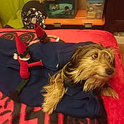 Mignon participe au concours pour gagner de l'argent avec cette photo : dog, blanket, toy, elf_doll, indoor, bed, red, blue, curious, scruffy, furniture, storage_box, pattern, decor, cozy, pet, animal, fabric, resting, playful