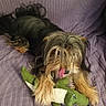 Mignon participe au concours pour gagner de l'argent avec cette photo : dog, toy, stuffed_animal, crocodile, purple_quilt, pet, animal, fur, long_hair, lying_down, playful, licking, paws, indoor, cute, pet_toy, snout, relaxed, home, companion