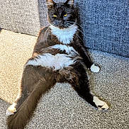 Fluff is registered to the contest to win money with this photo: cat, tuxedo_cat, feline, pet, indoor, carpet, sunlight, relaxed, lounging, black_and_white, whiskers, tail, paw, fur, animal, cute, domestic, resting, portrait, mammal