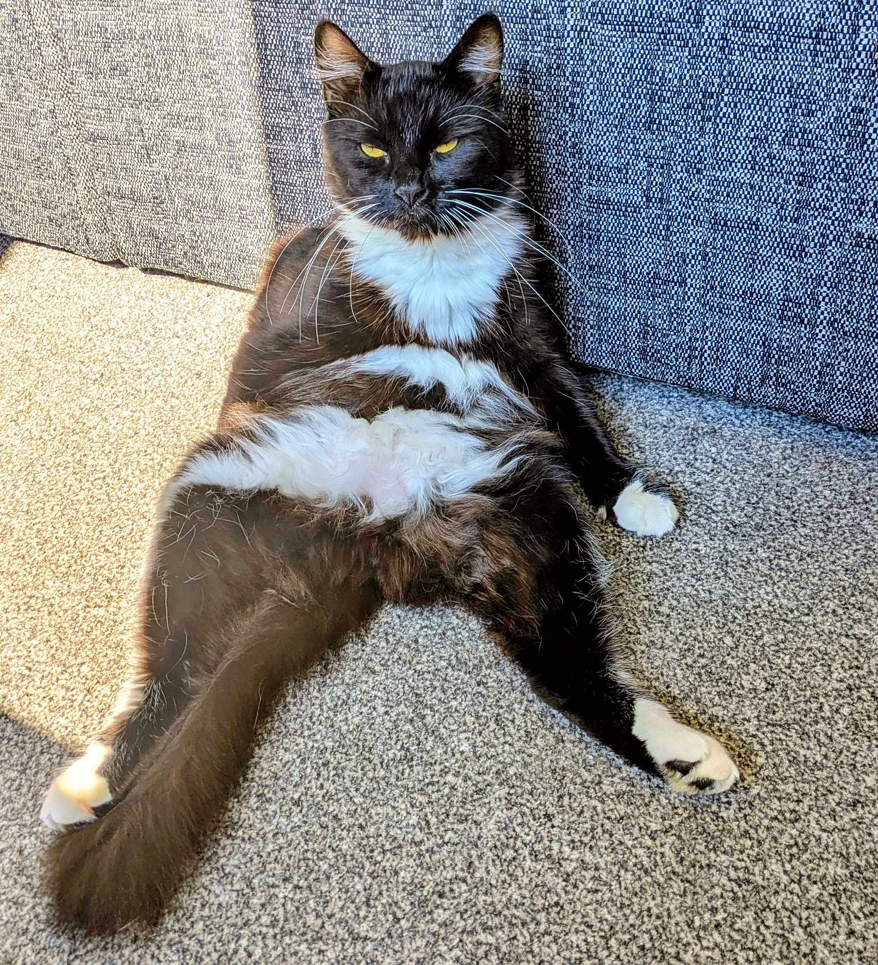 Fluff is registered to the contest to win money with this photo: cat, tuxedo_cat, feline, pet, indoor, carpet, sunlight, relaxed, lounging, black_and_white, whiskers, tail, paw, fur, animal, cute, domestic, resting, portrait, mammal