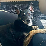 Rex joined the competition — help win amazing prizes! dog, canine, german_shepherd_type, pet, indoor, couch, bed, pillow, fur, ears, paws, portrait, looking_at_camera, muzzle, whiskers, relaxed, cozy, living_room, black_and_tan, companion