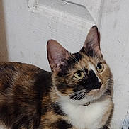 Tripod joined the competition — help win amazing prizes! alert, animal, calico, cat, closeup, companion, curious, cute, domestic_cat, door, ears, feline, floor, fur, green_eyes, indoor, mammal, pet, resting, whiskers