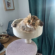 Lola a rejoint le concours — aidez-le/la à gagner de superbes lots ! cat, fluffy, cat_bed, pink, plush, curious_eyes, indoor, furniture, curtain, cozy, pet, animal, portrait, relaxed, household, decor, basket, wood, photo_frame, resting