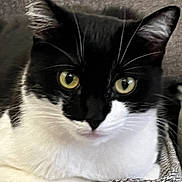 Poe is registered to the contest to win money with this photo: animal, black_and_white, cat, close_up, cute, domestic, ears, fabric, face, feline, fur, indoor, looking, pet, portrait, relaxed, resting, texture, whiskers, yellow_eyes