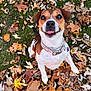 dog, autumn, fall_leaves, grass, outdoor, pet, playful, brown, white, collar, tongue, cute, animal, nature, leaf_litter, happy, small_dog, seasonal, background, closeup
