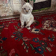 Little Bit joined the competition — help win amazing prizes! kitten, cat, one_eye_closed, carpet, red_carpet, patterned_carpet, indoor, quilt, decor, wallpaper, floor, pet, cute, small, animal, fur, sitting, young, cozy, home