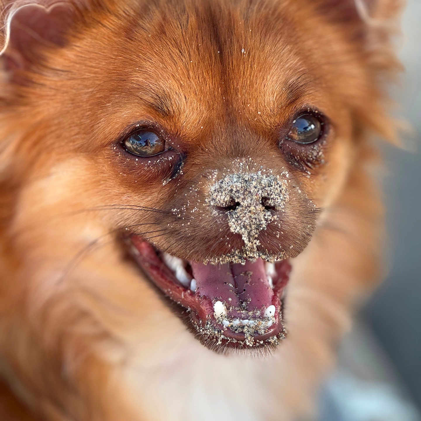 Freya participe au concours pour gagner de l'argent avec cette photo : animal, bodypart, canine, chihuahua, cockerspaniel, dog, eskimodog, goldenretriever, mouth, nature, outdoors, papillon, person, pet, puppy, snout, snow, teeth, terrier, tongue