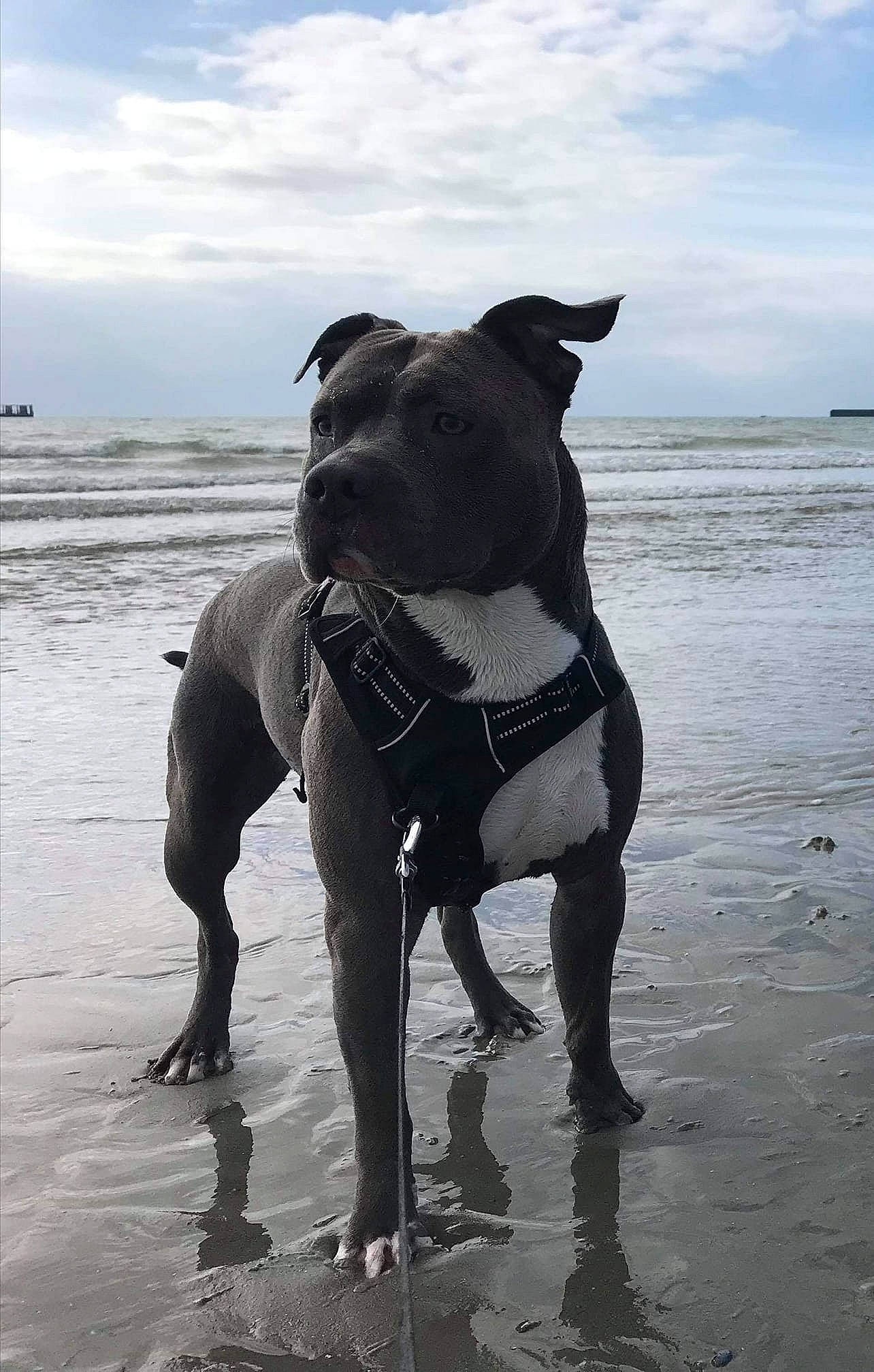 Manou participe au concours pour gagner de l'argent avec cette photo : american_pit_bull_terrier, american_staffordshire_terrier, beach, bull_and_terrier, canidae, carnivore, dog, dog_breed, dog_walking, great_dane, guard_dog, mammal, molosser, non_sporting_group, ocean, sea, snout, sporting_group, staffordshire_bull_terrier, vacation