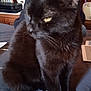 animal, black_cat, bookshelf, cat, close_up, cozy, curious, domestic_cat, feline, fur, home, indoor, pet, relaxed, sitting, soft_surface, television, whiskers, wooden_furniture, yellow_eyes