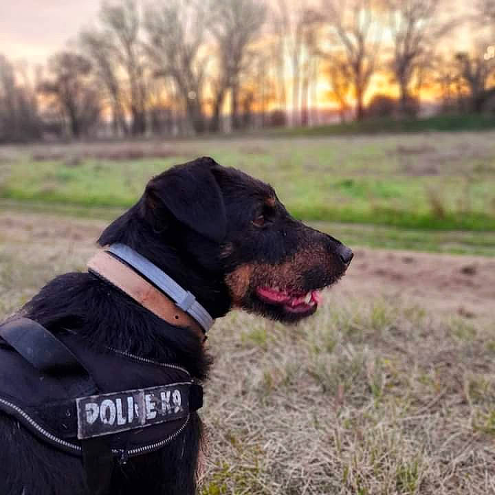 Peps participe au concours pour gagner de l'argent avec cette photo : borador, carnivore, collar, companion_dog, dog, dog_breed, dog_collar, dog_supply, fashion_accessory, grass, gun_dog, leash, liver, plant, pointing_breed, retriever, sky, snout, tree, working_animal