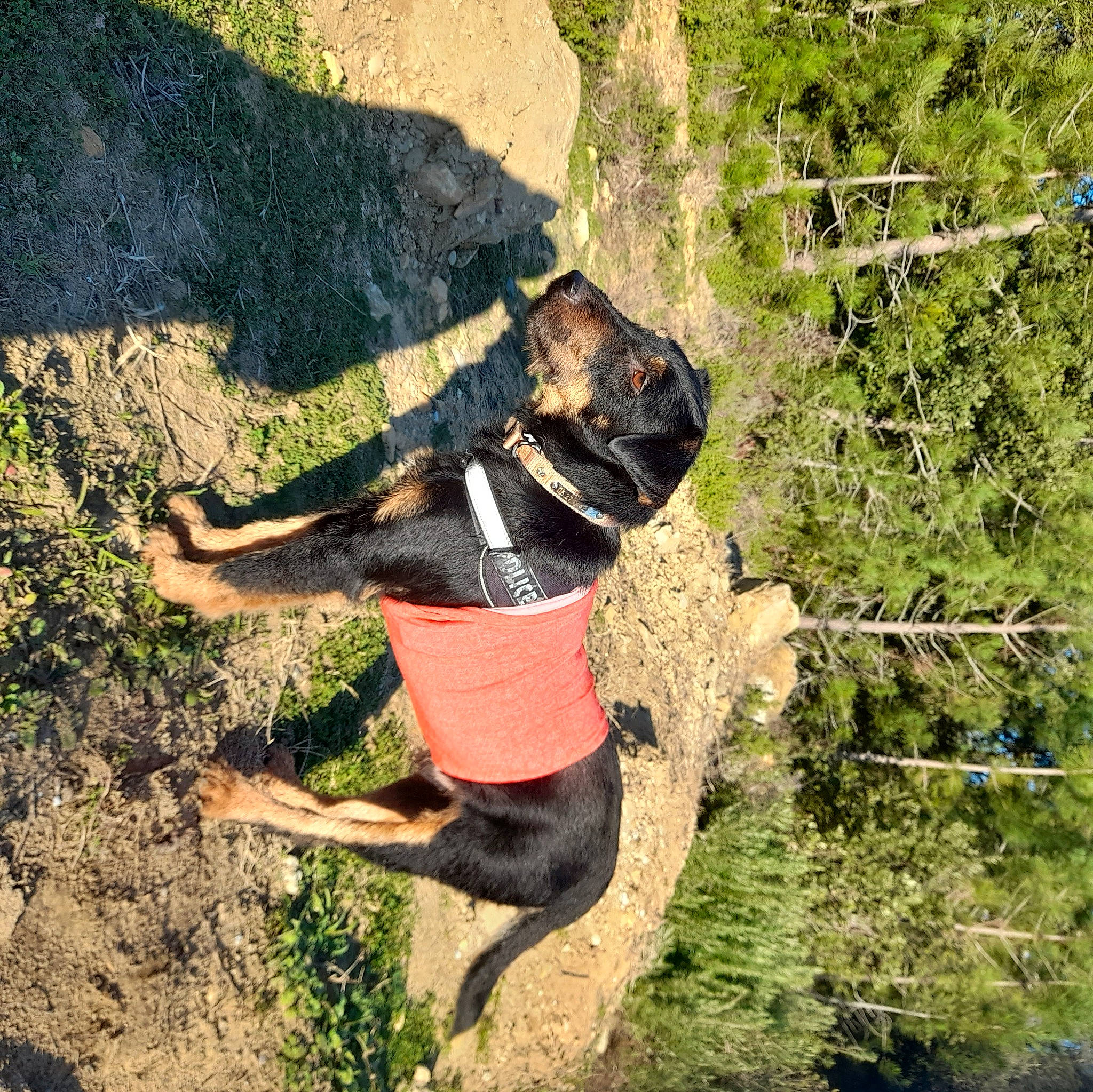 Peps a rejoint le concours — aidez-le/la à gagner de superbes lots ! adventure, canidae, carnivore, dog, dog_breed, fawn, grass, happy, landscape, leisure, organism, people_in_nature, plant, recreation, soil, sporting_group, thigh, tree, trunk, working_animal