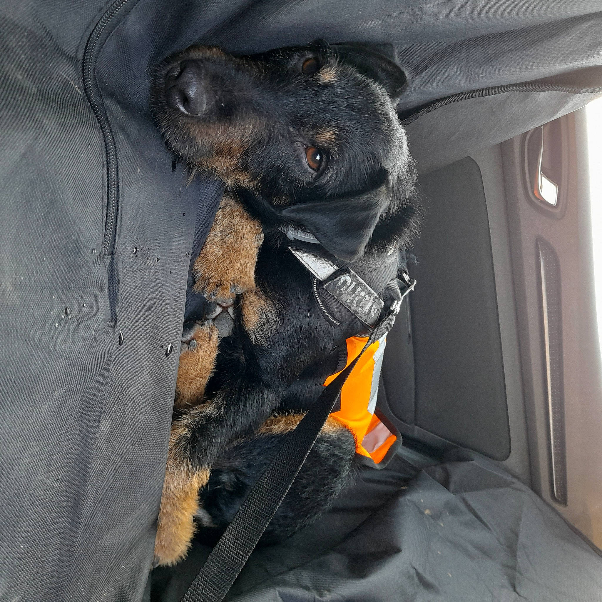 Peps a rejoint le concours — aidez-le/la à gagner de superbes lots ! automotive_exterior, car, car_seat, car_seat_cover, carnivore, comfort, companion_dog, dog, dog_breed, family_car, fawn, grey, hood, motor_vehicle, snout, sporting_group, trunk, vehicle, vehicle_door, working_animal