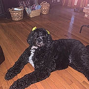 Sheba joined the competition — help win amazing prizes! dog, black_dog, curly_fur, yellow_bow, wooden_floor, wicker_basket, fireplace, indoor, pet, furniture, living_room, relaxed, home, cozy, floor, curious, animal, mammal, companion, resting