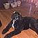 Sheba