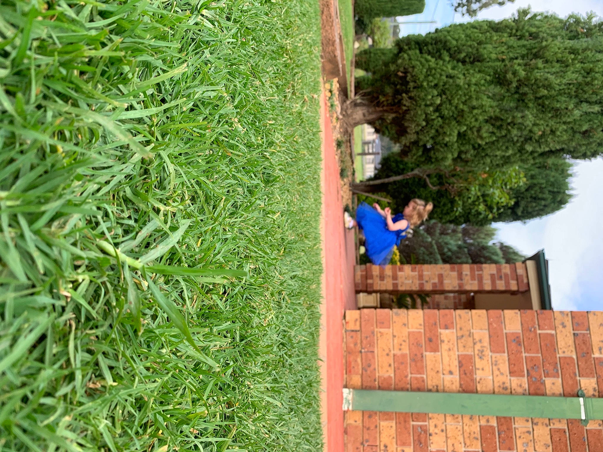 Ava-lea is registered to the contest to win money with this photo: agriculture, blurred, conifer, evergreen, facade, flowering_plant, garden, grass, groundcover, herb, landscape, leisure, person, plant, roof, shrub, sky, soil, tree, vegetation