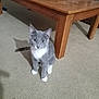 animal, carpet, cat, curious, cute, domestic, ears_up, feline, floor, furniture, gray_cat, indoor, looking, pet, shadow, sitting, white_chest, white_paws, wooden_table, young_cat