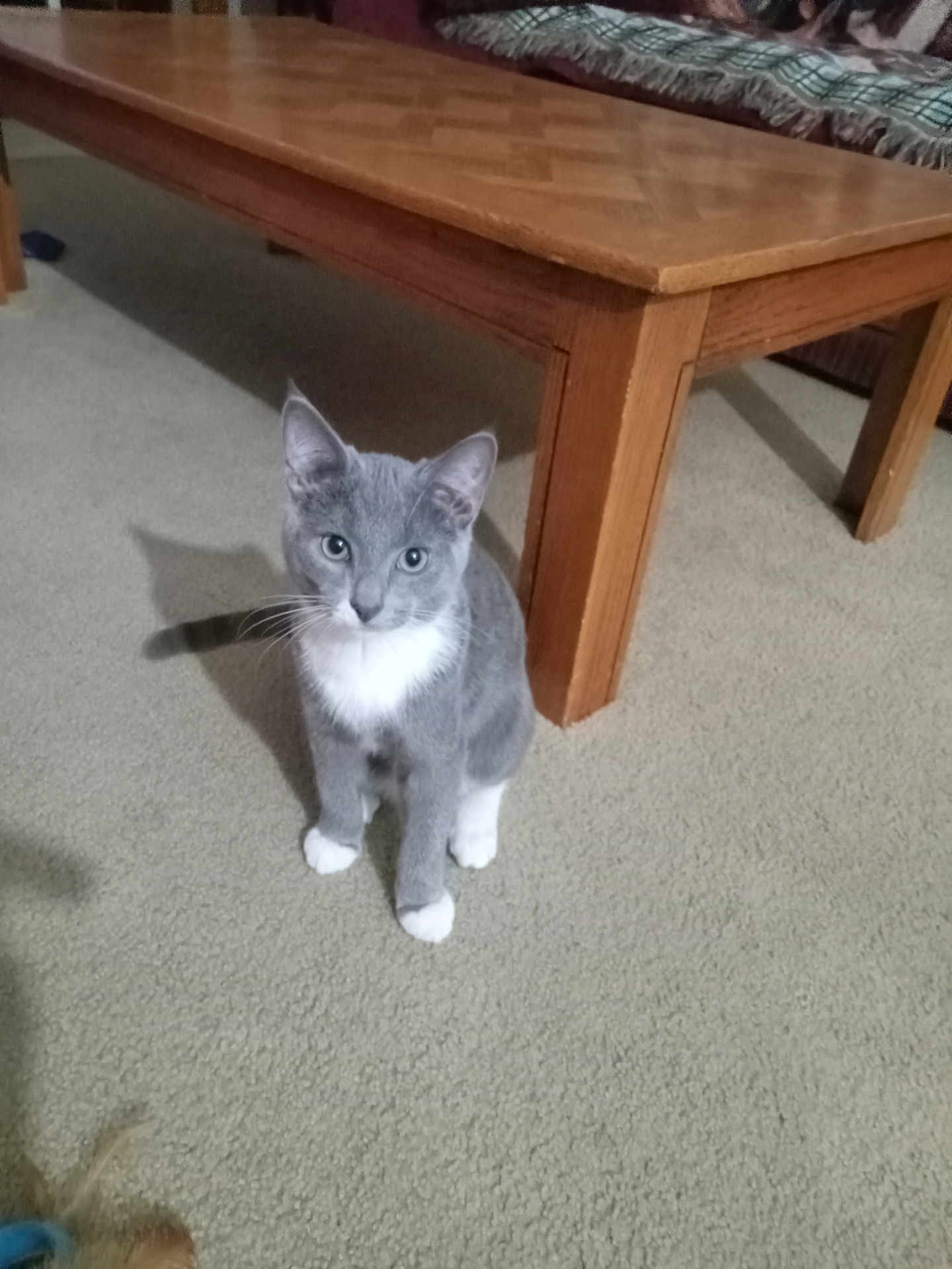 Tom is registered to the contest to win money with this photo: animal, carpet, cat, curious, cute, domestic, ears_up, feline, floor, furniture, gray_cat, indoor, looking, pet, shadow, sitting, white_chest, white_paws, wooden_table, young_cat