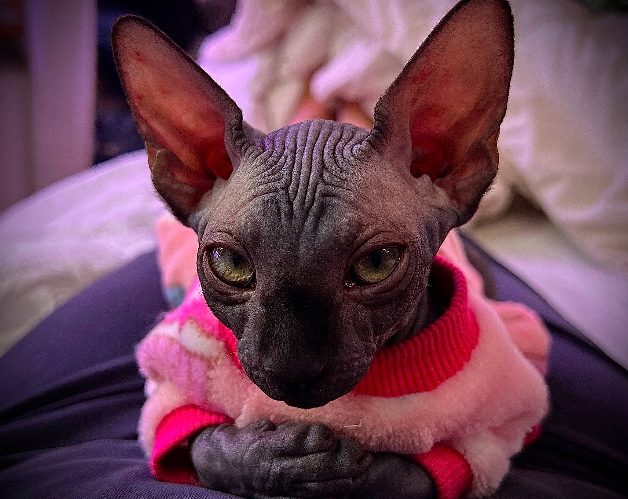 Bastet joined the competition — help win amazing prizes! canidae, carmine, carnivore, close_up, companion_dog, cone, dog, dog_breed, ear, fawn, felidae, fur, head, human_body, magenta, pink, snout, toy_dog, whiskers, working_animal