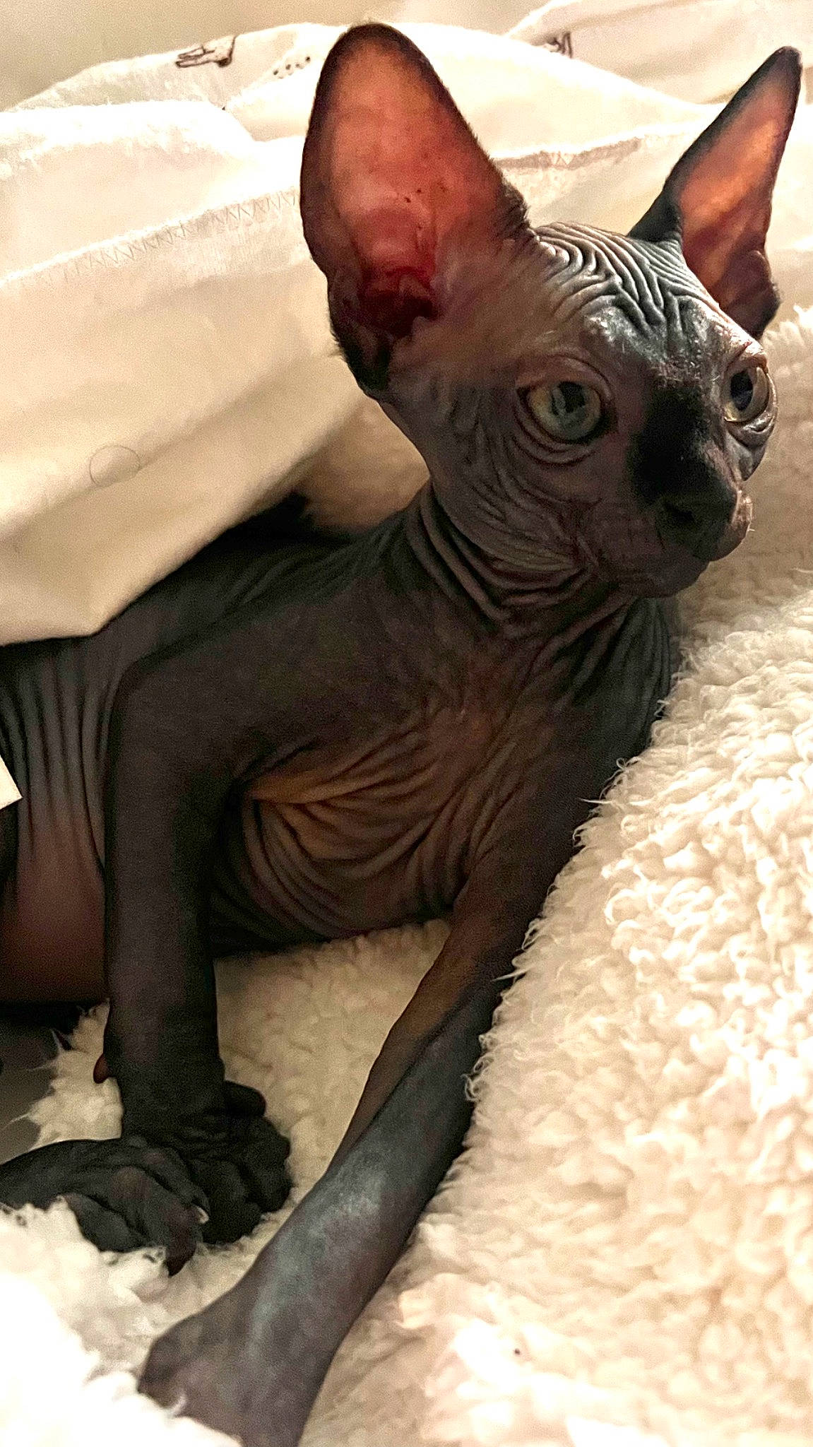 Bastet joined the competition — help win amazing prizes! art, canidae, carmine, carnivore, companion_dog, dog, dog_breed, donskoy, fawn, felidae, fur, liver, mexican_hairless_dog, peruvian_hairless_dog, peterbald, snout, terrestrial_animal, toy_dog, whiskers, working_animal