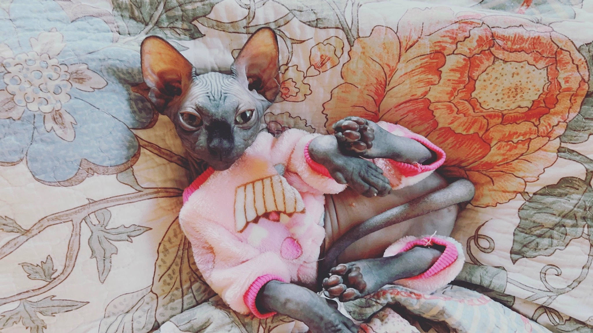 Bastet joined the competition — help win amazing prizes! art, carmine, carnivore, cat, comfort, donskoy, fawn, felidae, flesh, fur, illustration, painting, pink, small_to_medium_sized_cats, tail, terrestrial_animal, textile, toy, visual_arts, whiskers