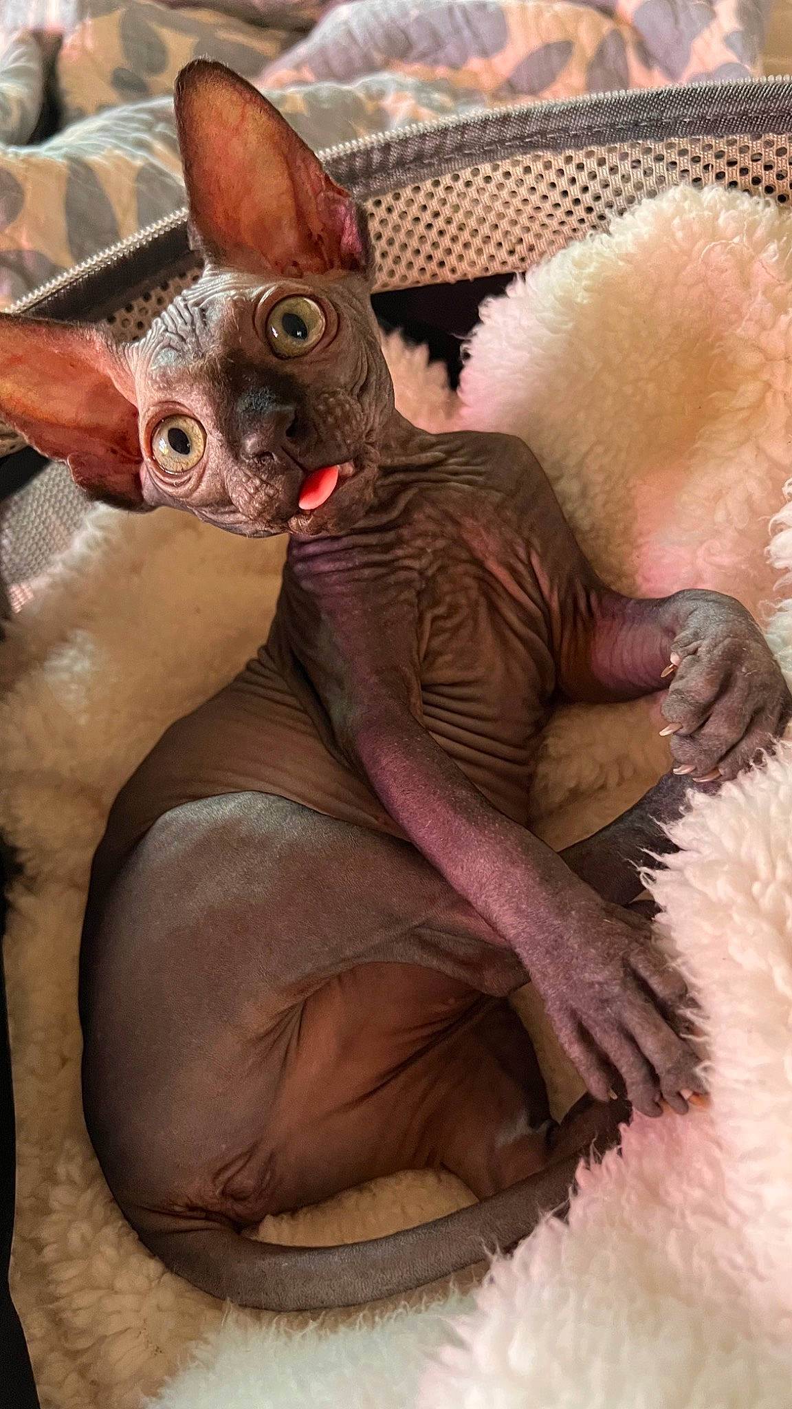 Bastet joined the competition — help win amazing prizes! art, artifact, claw, fawn, feather, felidae, fictional_character, flesh, fur, natural_material, paw, snout, tail, terrestrial_animal, toy, visual_arts, whiskers, wildlife