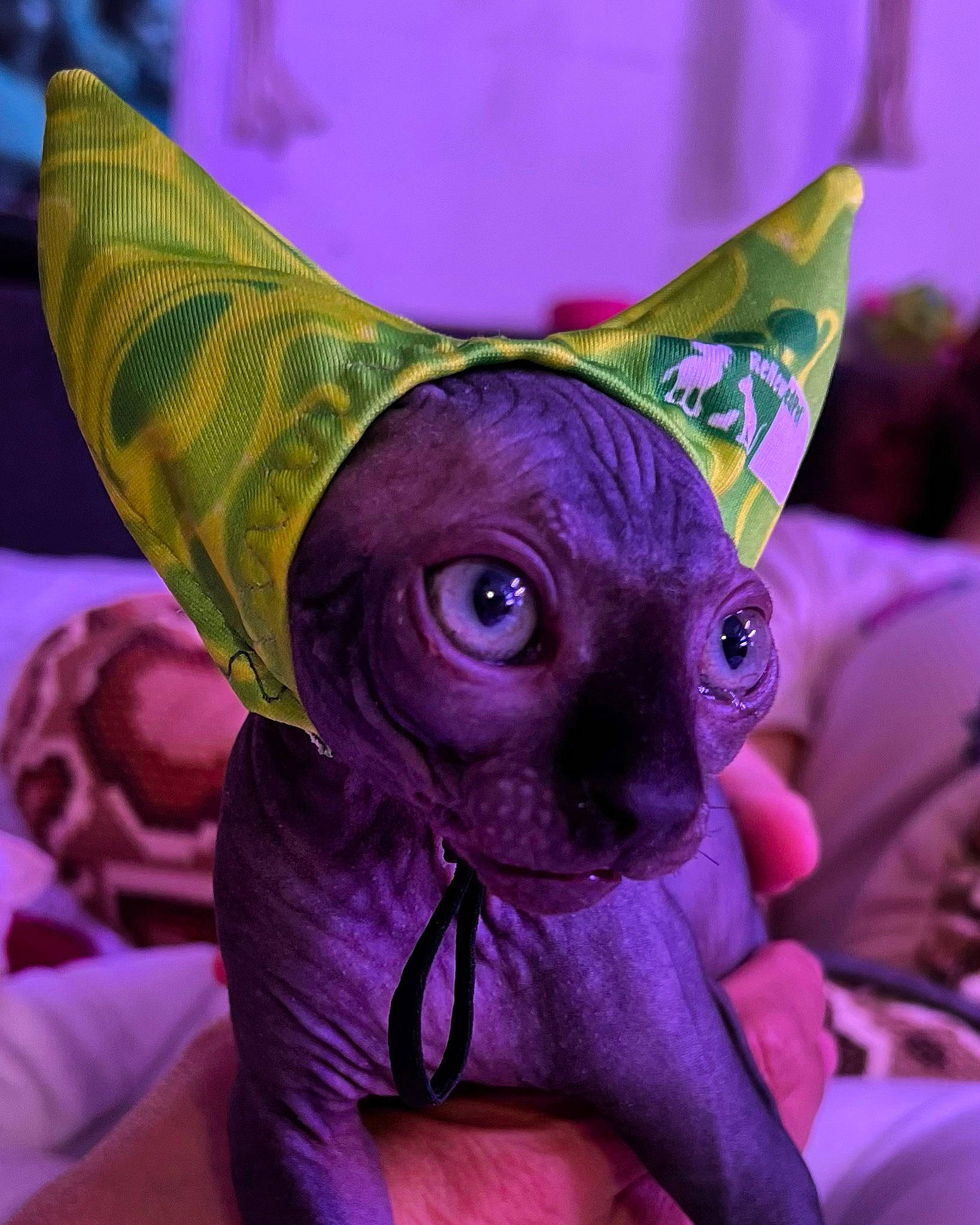 Bastet is registered to the contest to win money with this photo: art, close_up, fashion_accessory, fawn, felidae, fictional_character, fur, light, linens, magenta, petal, pink, plush, purple, snout, stuffed_toy, toy, violet, whiskers, window