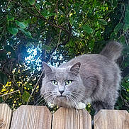 Gabby is registered to the contest to win money with this photo: cat, gray_cat, whiskers, green_eyes, wooden_fence, outdoor, fence_top, tail, close_up, portrait, nature, foliage, tree_branches, vines, pet, mammal, fur, curious, perched, sunlight