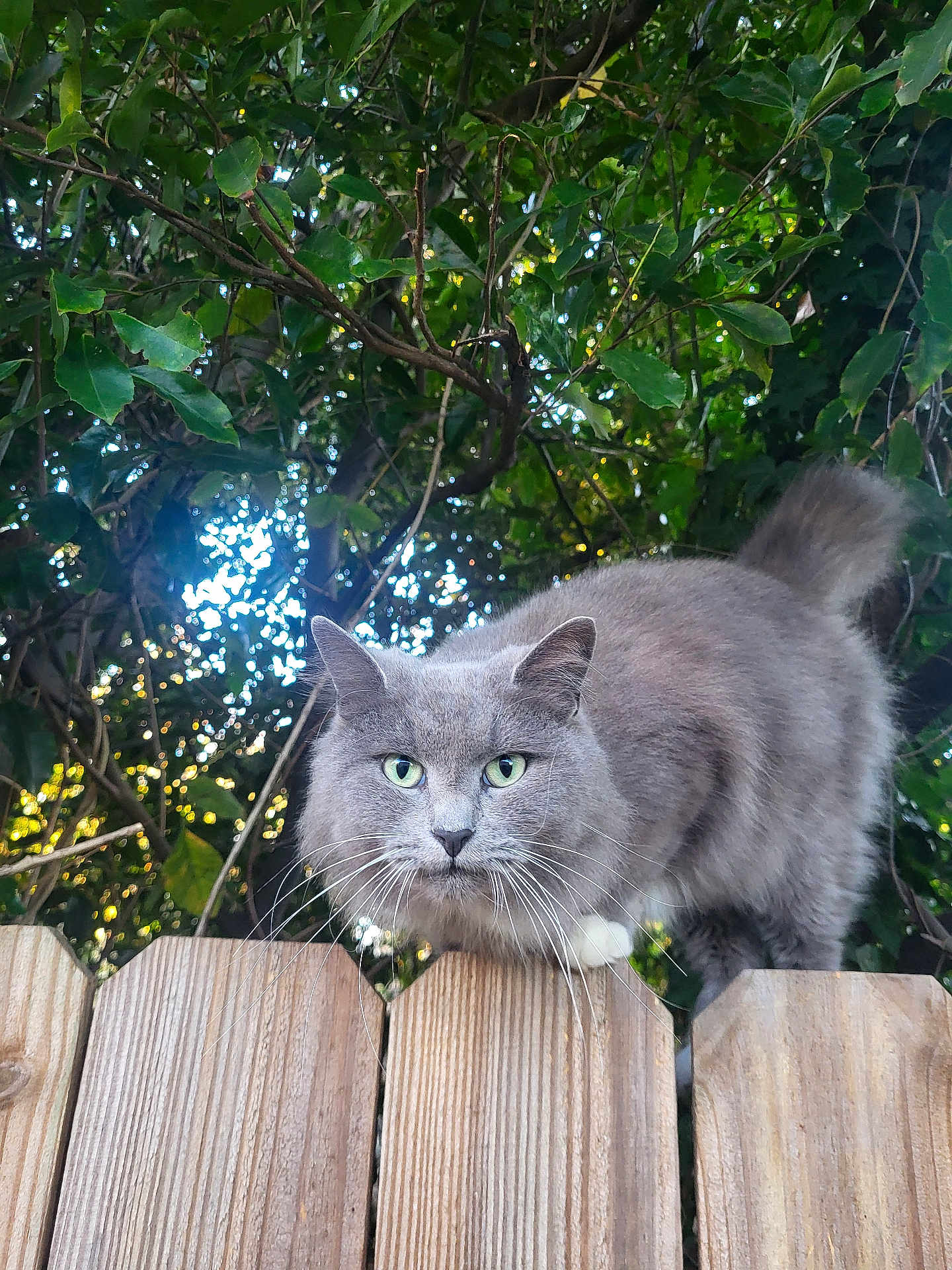 Gabby is registered to the contest to win money with this photo: cat, gray_cat, whiskers, green_eyes, wooden_fence, outdoor, fence_top, tail, close_up, portrait, nature, foliage, tree_branches, vines, pet, mammal, fur, curious, perched, sunlight