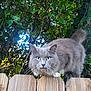 cat, gray_cat, whiskers, green_eyes, wooden_fence, outdoor, fence_top, tail, close_up, portrait, nature, foliage, tree_branches, vines, pet, mammal, fur, curious, perched, sunlight