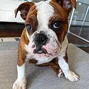 Lily is registered to the contest to win money with this photo: bulldog, puppy, dog, pet, indoor, close_up, cute, brown, white, fur, portrait, animal, young, sitting, floor, carpet, whiskers, ears, nose, eyes