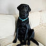 dog, black_dog, labrador, pet, collar, sitting, couch, indoor, animal, fur, canine, portrait, household, domestic_animal, furniture, looking_at_camera, resting, companion, friend, cute