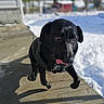 dog, black_dog, outdoor, snow, sunny, tongue_out, leaping, pet, animal, playful, shadow, collar, concrete, winter, daylight, blurred_background, canine, happy, active, nature