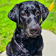Kimber joined the competition — help win amazing prizes! dog, black_labrador, wet_fur, outdoor, grass, path, pet, animal, canine, sitting, leash, sunlight, closeup, portrait, nature, young_dog, ears, nose, fur, eyes